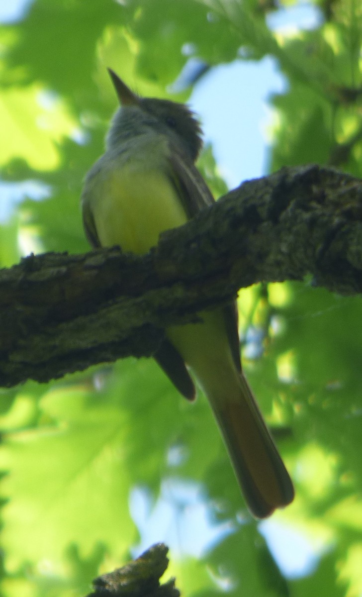 Great Crested Flycatcher - ML619237338
