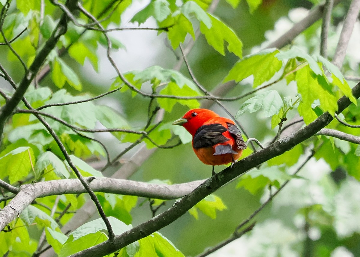 Scarlet Tanager - ML619237392
