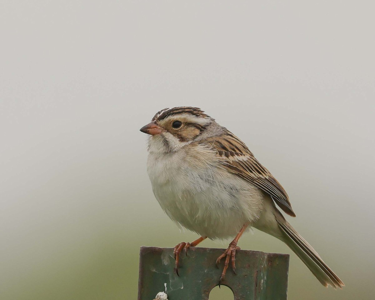 Clay-colored Sparrow - ML619237400