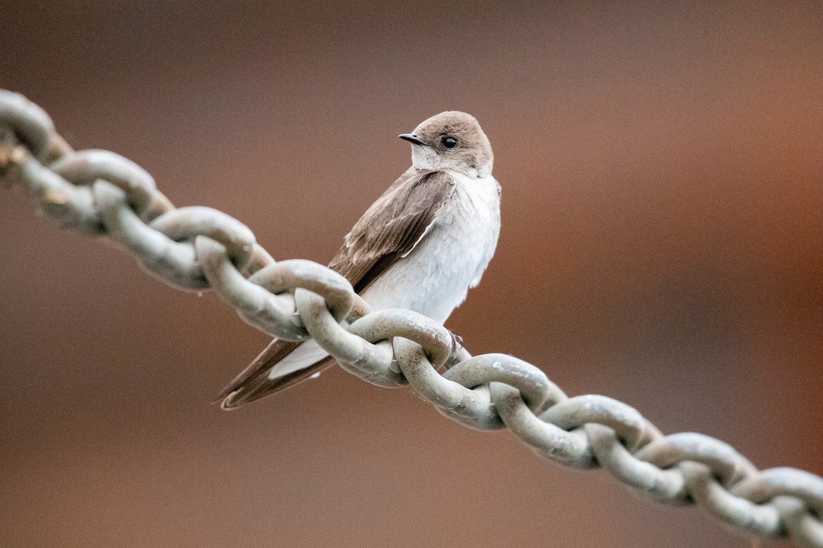 Northern Rough-winged Swallow - ML619237443