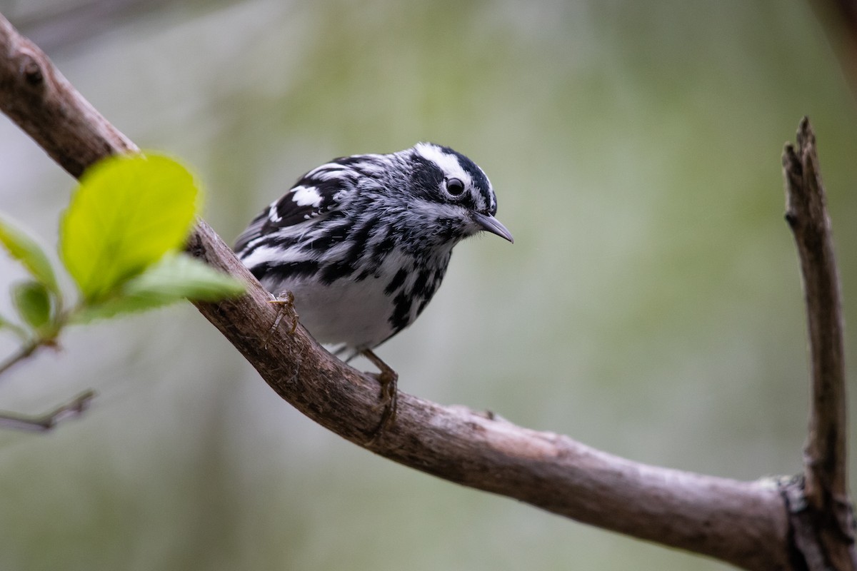 Black-and-white Warbler - ML619237448