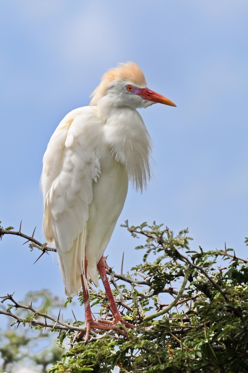 Чапля єгипетська (підвид ibis) - ML619237492