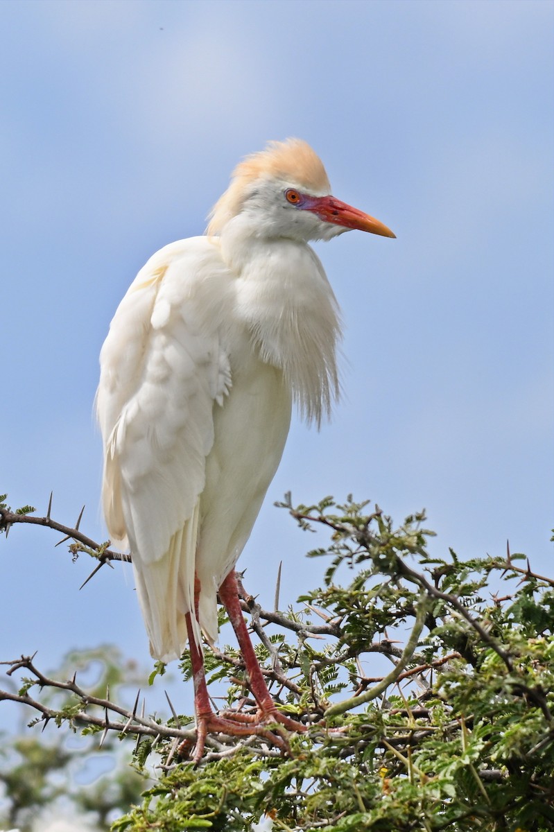 Чапля єгипетська (підвид ibis) - ML619237493