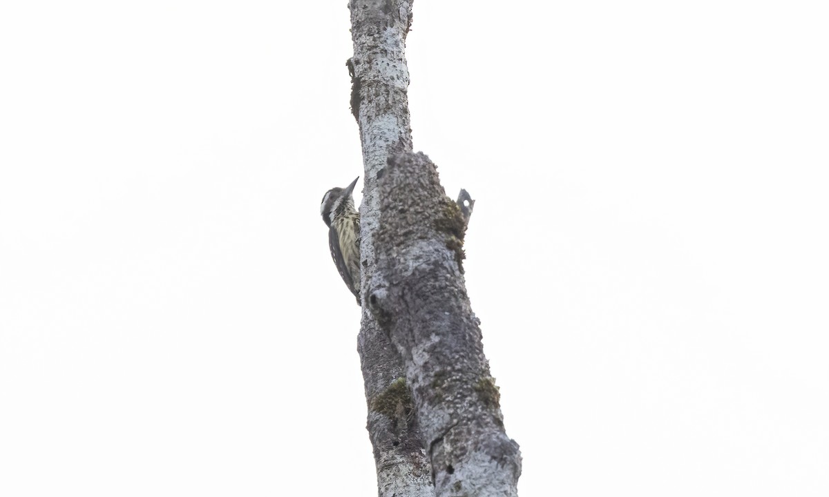 Philippine Pygmy Woodpecker - ML619237523