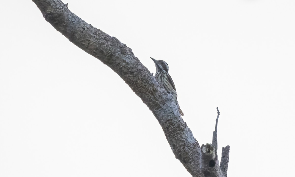 Philippine Pygmy Woodpecker - ML619237525
