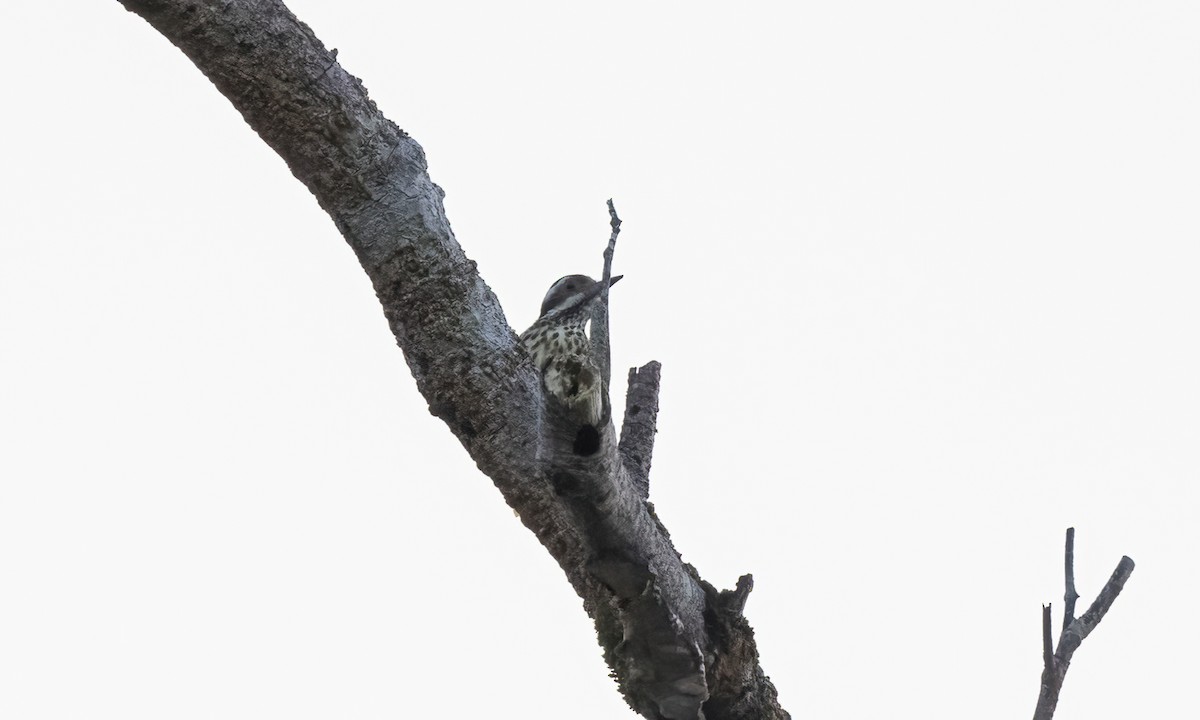 Philippine Pygmy Woodpecker - ML619237526