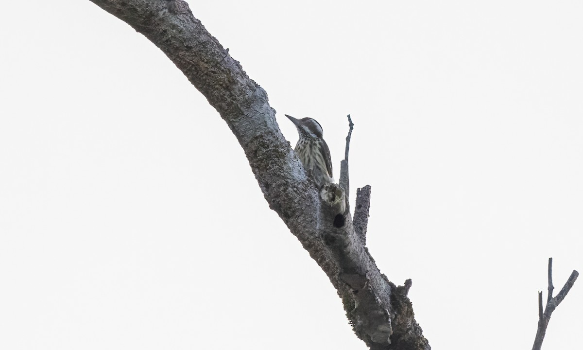 Philippine Pygmy Woodpecker - ML619237527