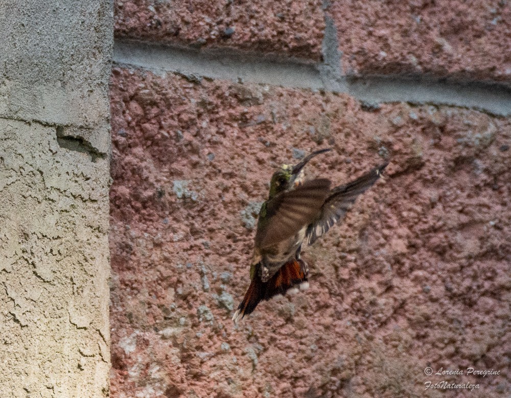 kolibřík lesklý - ML619237570