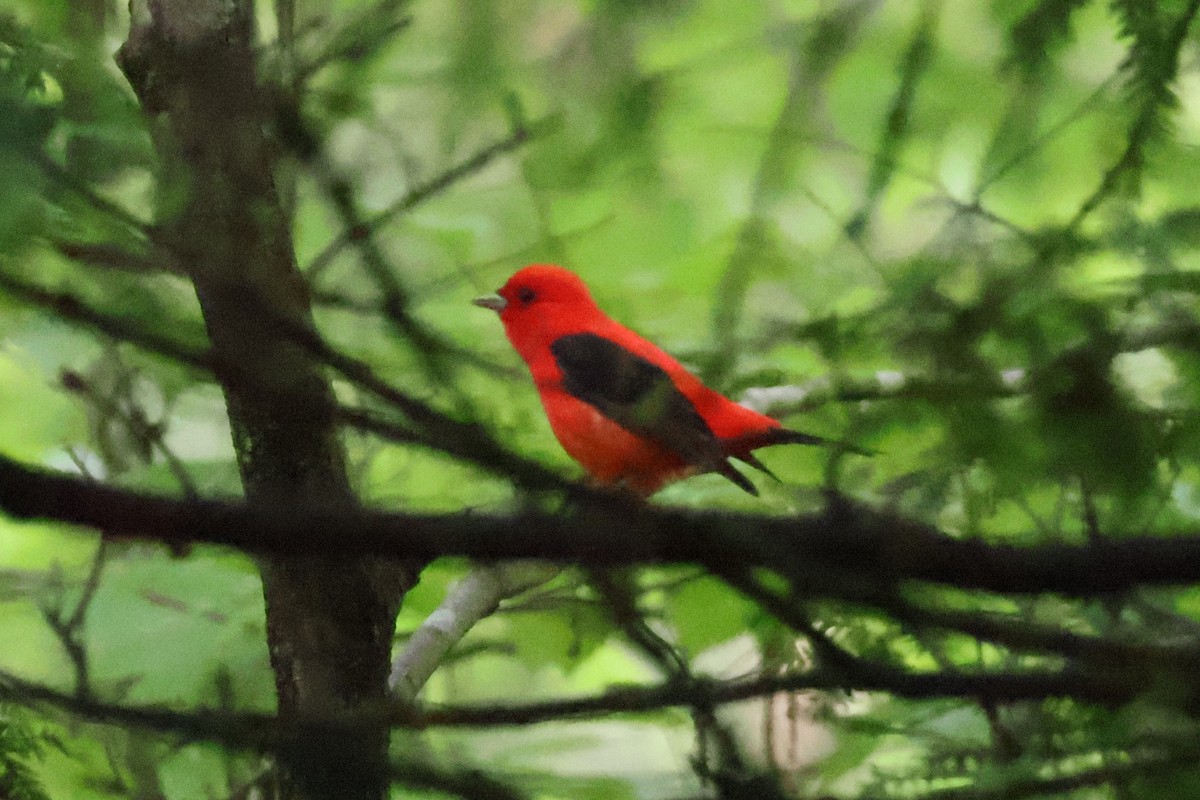 Scarlet Tanager - ML619237575