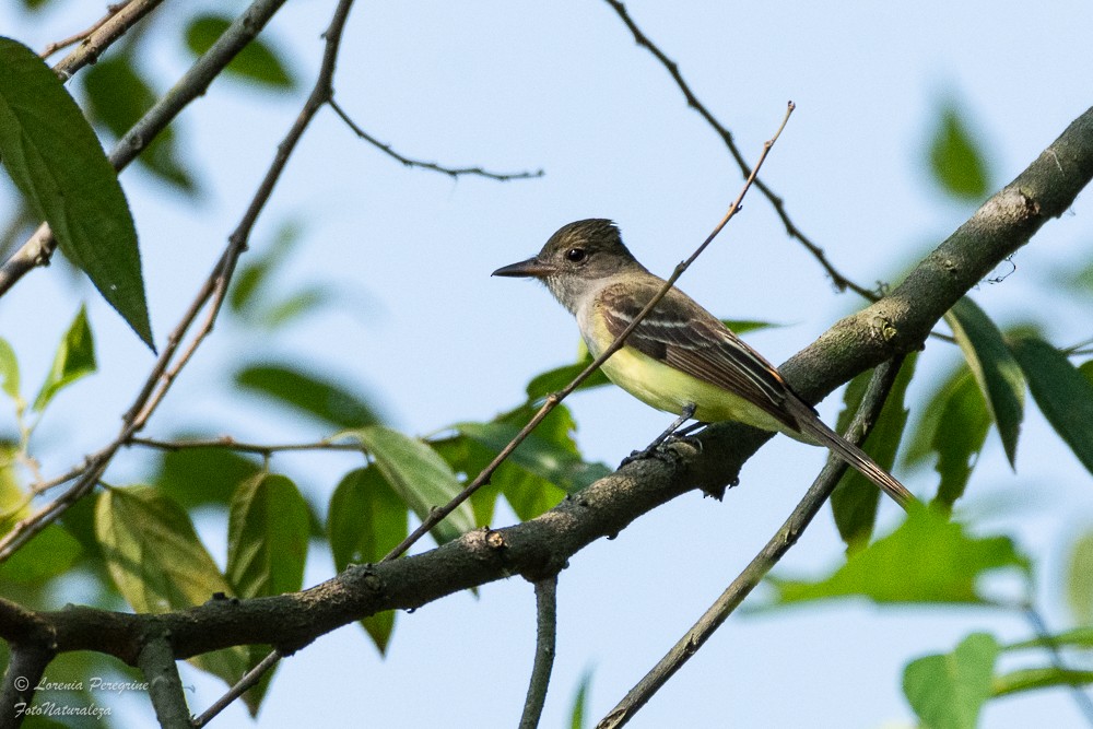 Great Crested Flycatcher - ML619237623