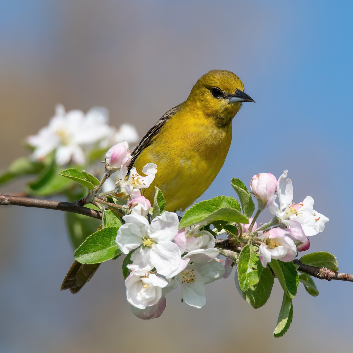 Orchard Oriole - ML619237728