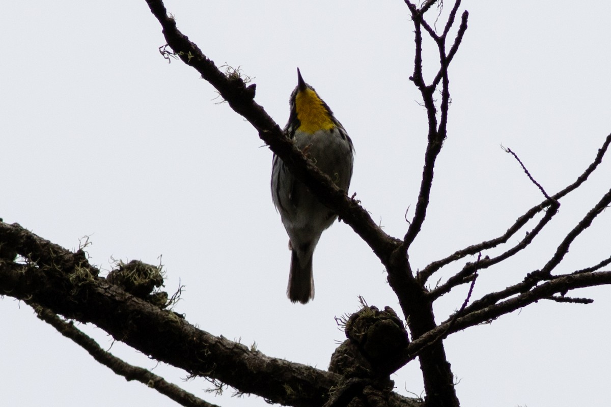 Yellow-throated Warbler - ML619237736
