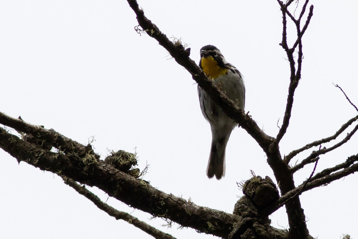 Yellow-throated Warbler - ML619237737