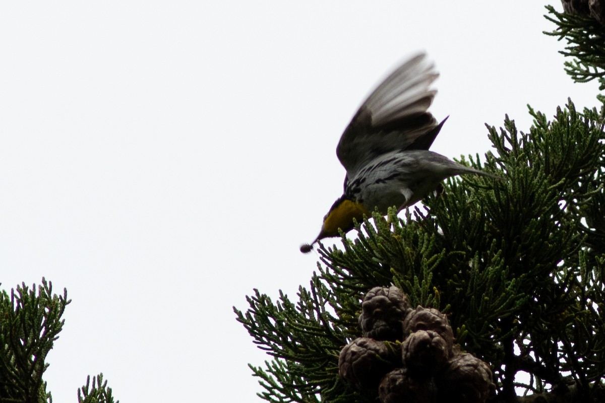 Yellow-throated Warbler - ML619237738