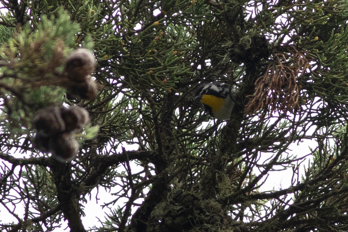 Yellow-throated Warbler - ML619237741