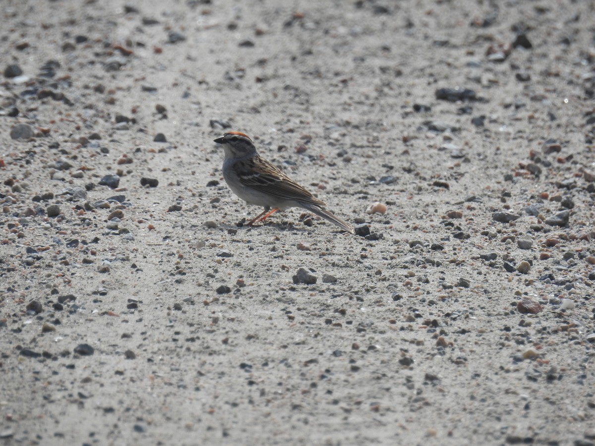 Chipping Sparrow - ML619237743