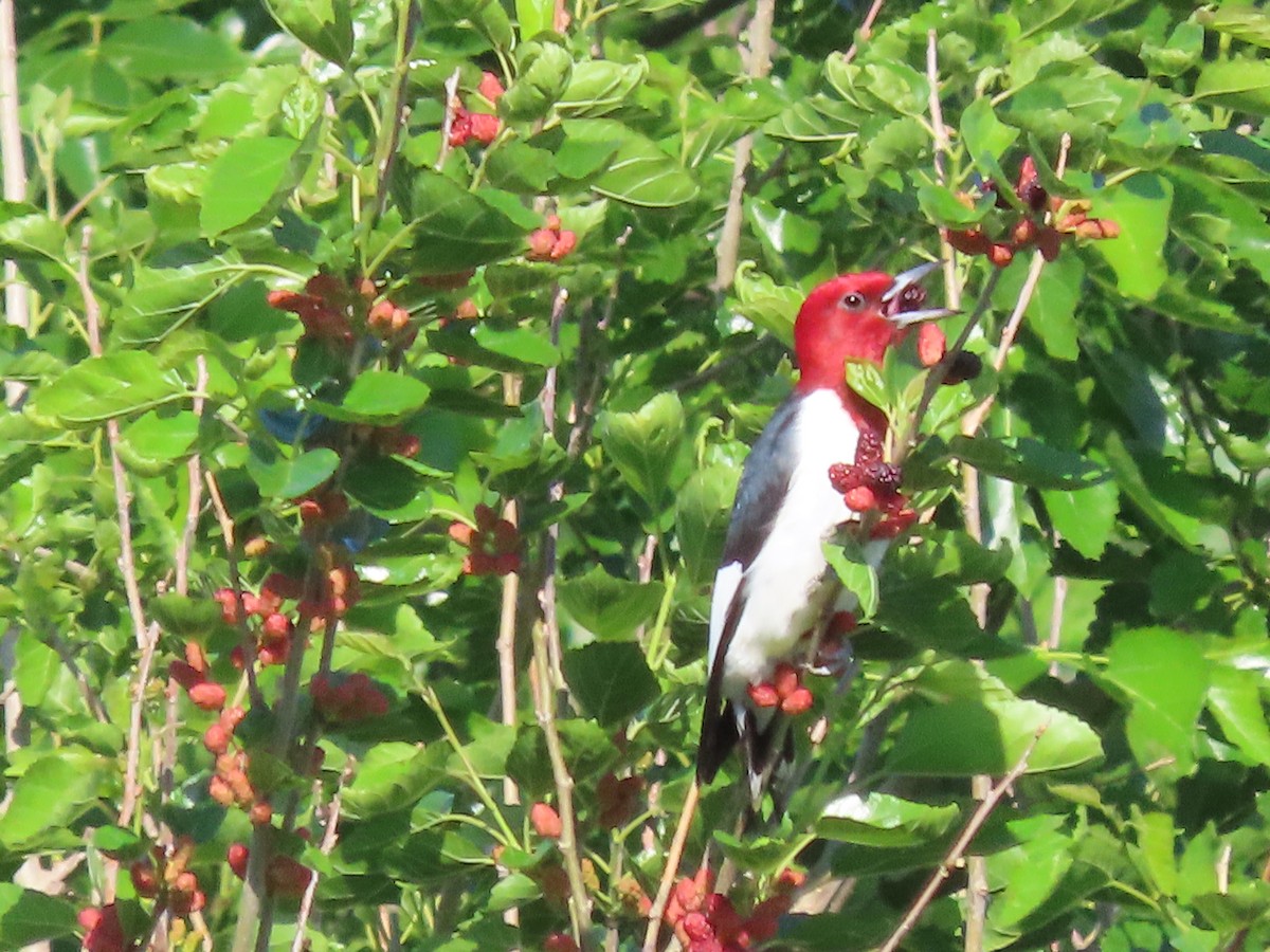 Red-headed Woodpecker - ML619237792