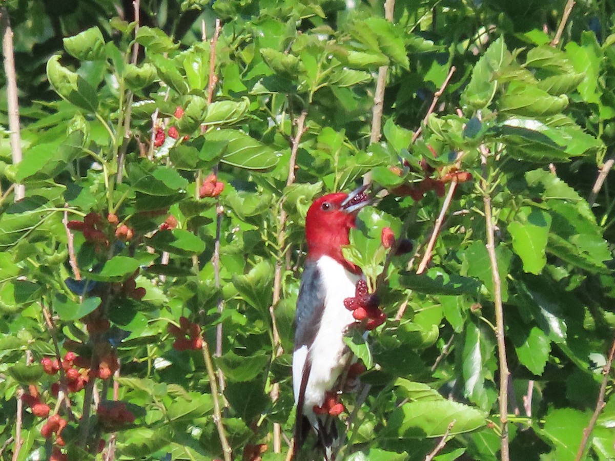 Red-headed Woodpecker - ML619237809