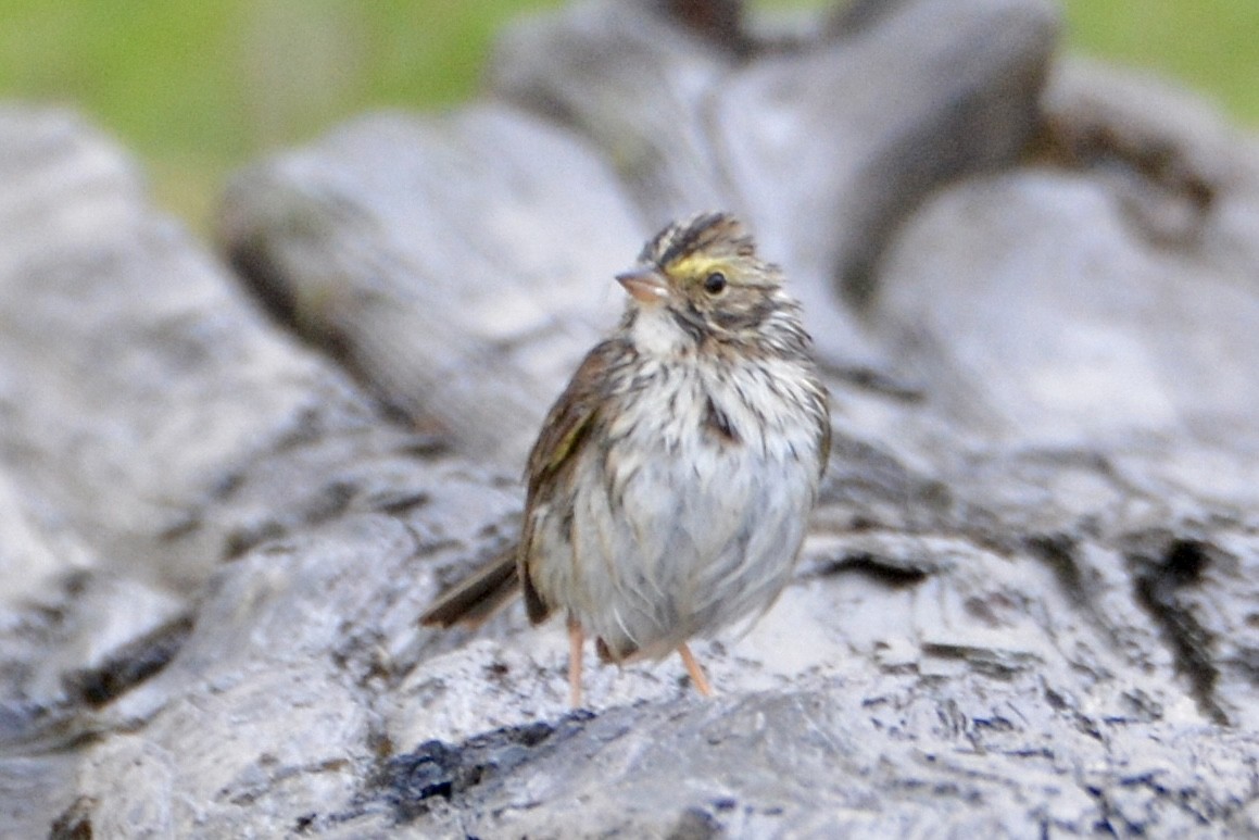 Savannah Sparrow - ML619237831