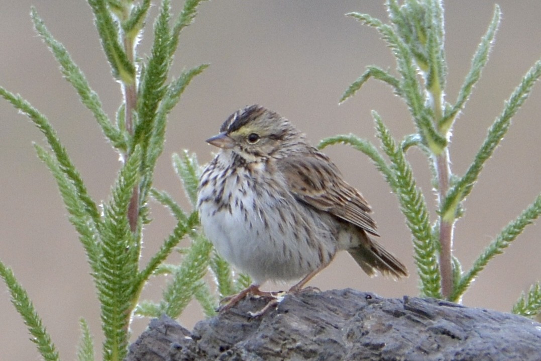 Savannah Sparrow - ML619237832