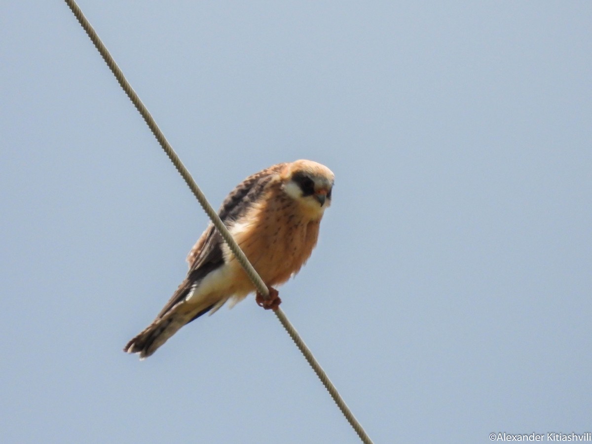 Red-footed Falcon - ML619237870