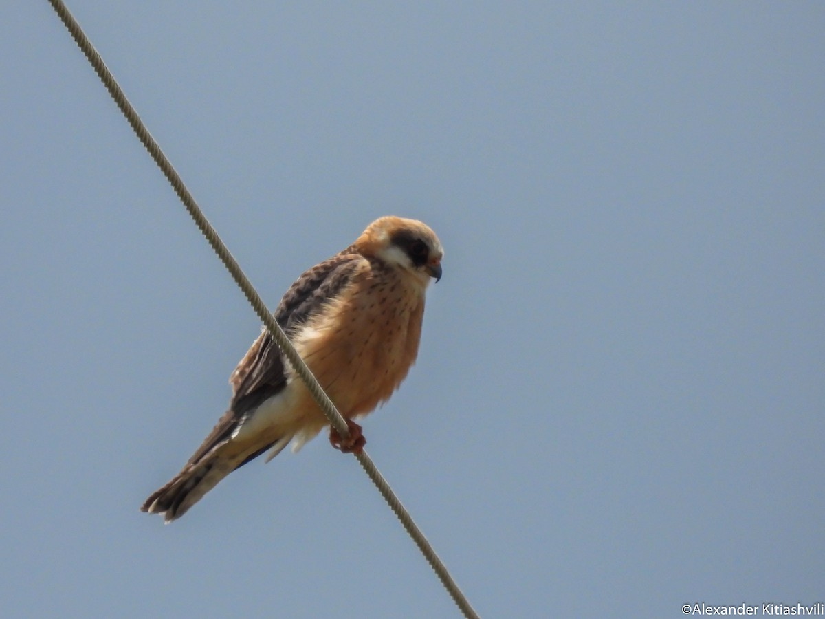Red-footed Falcon - ML619237871