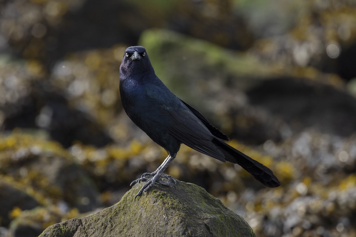 Boat-tailed Grackle - ML619237941