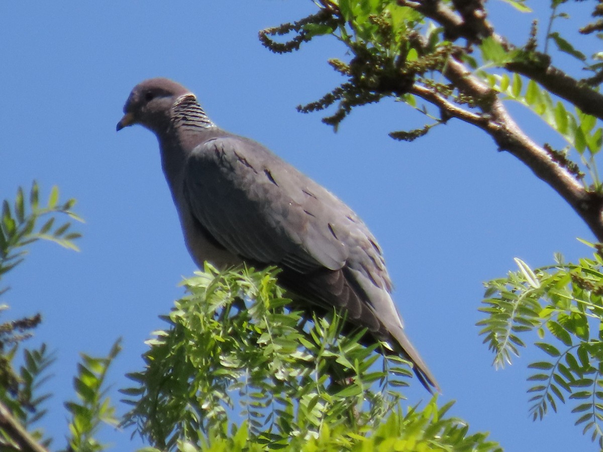 Band-tailed Pigeon (Northern) - ML619237961