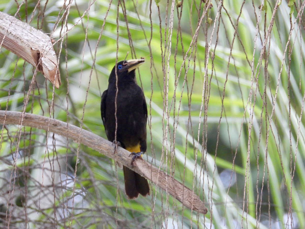 Yellow-rumped Cacique - ML619237967