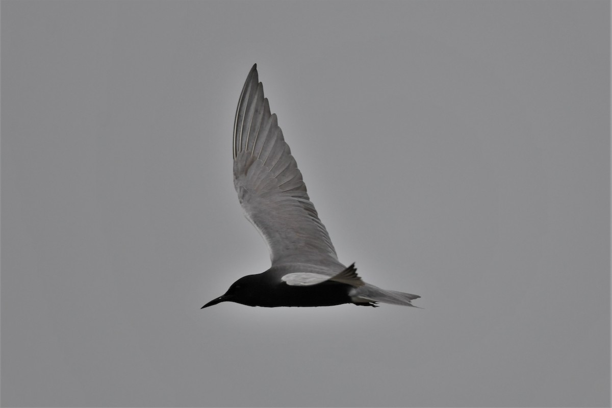 Black Tern - ML619237973