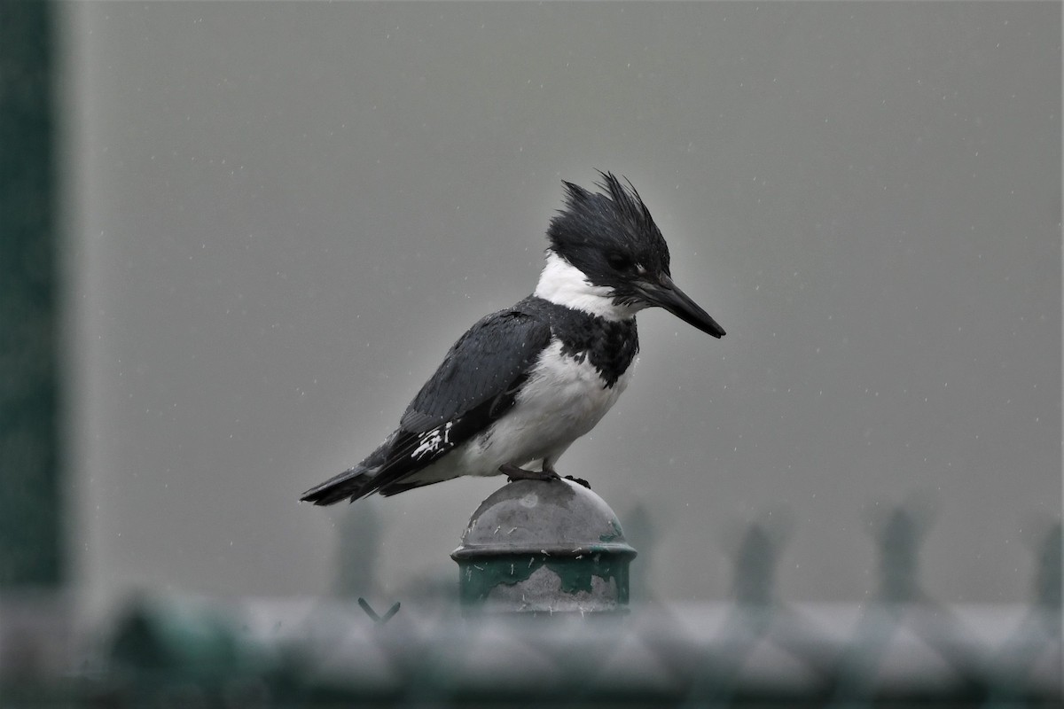 Belted Kingfisher - ML619237984