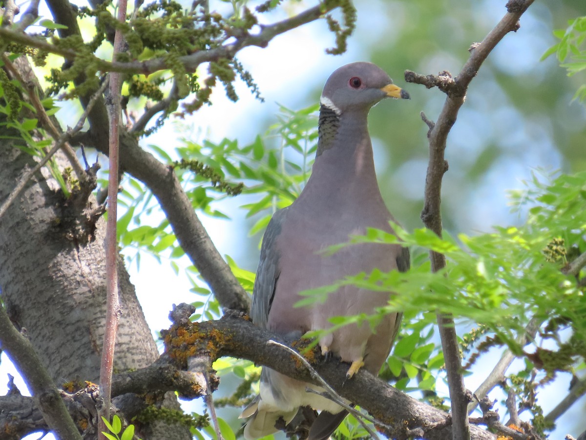 Pigeon à queue barrée (groupe fasciata) - ML619237985