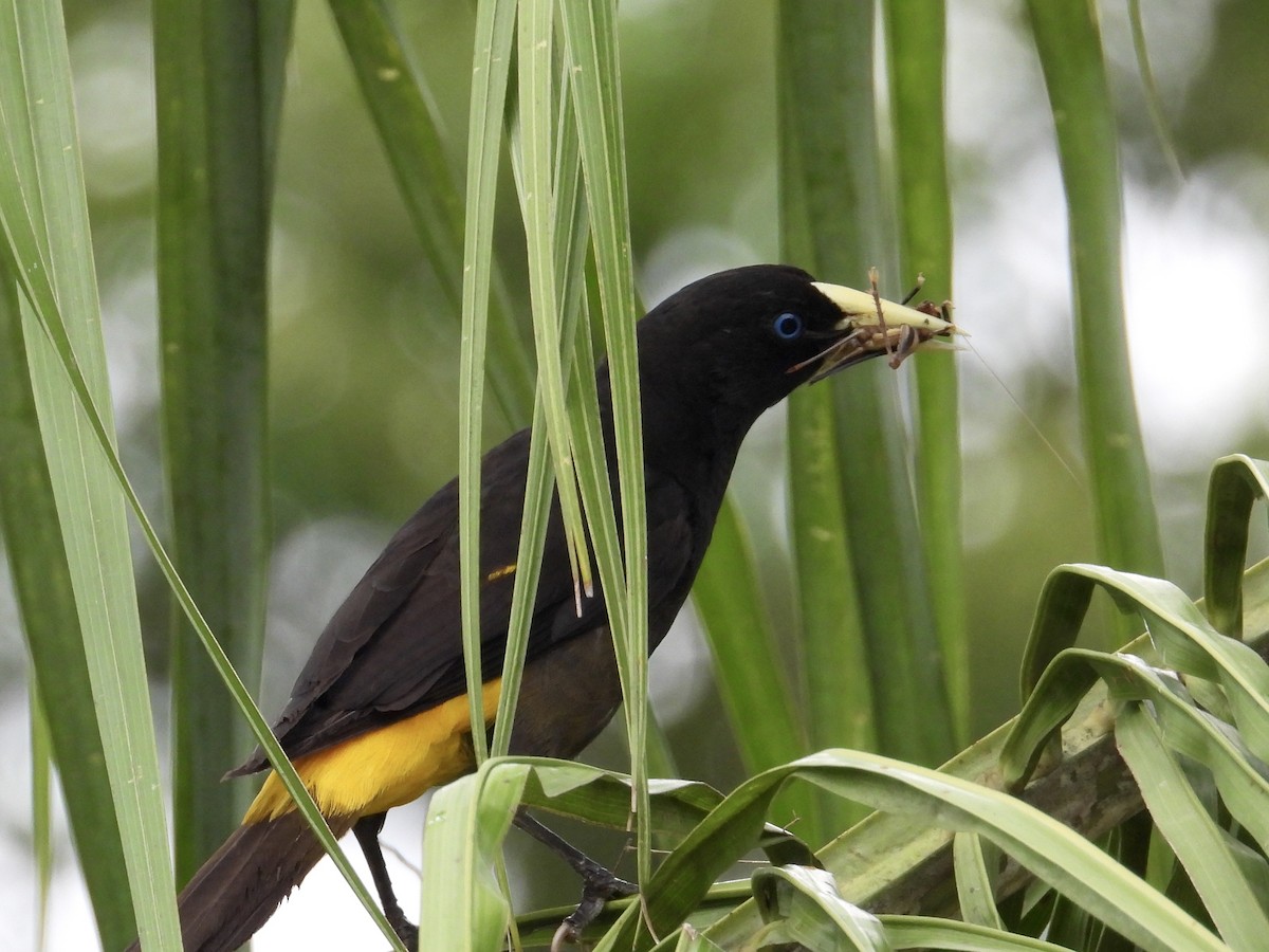 Yellow-rumped Cacique - ML619238086