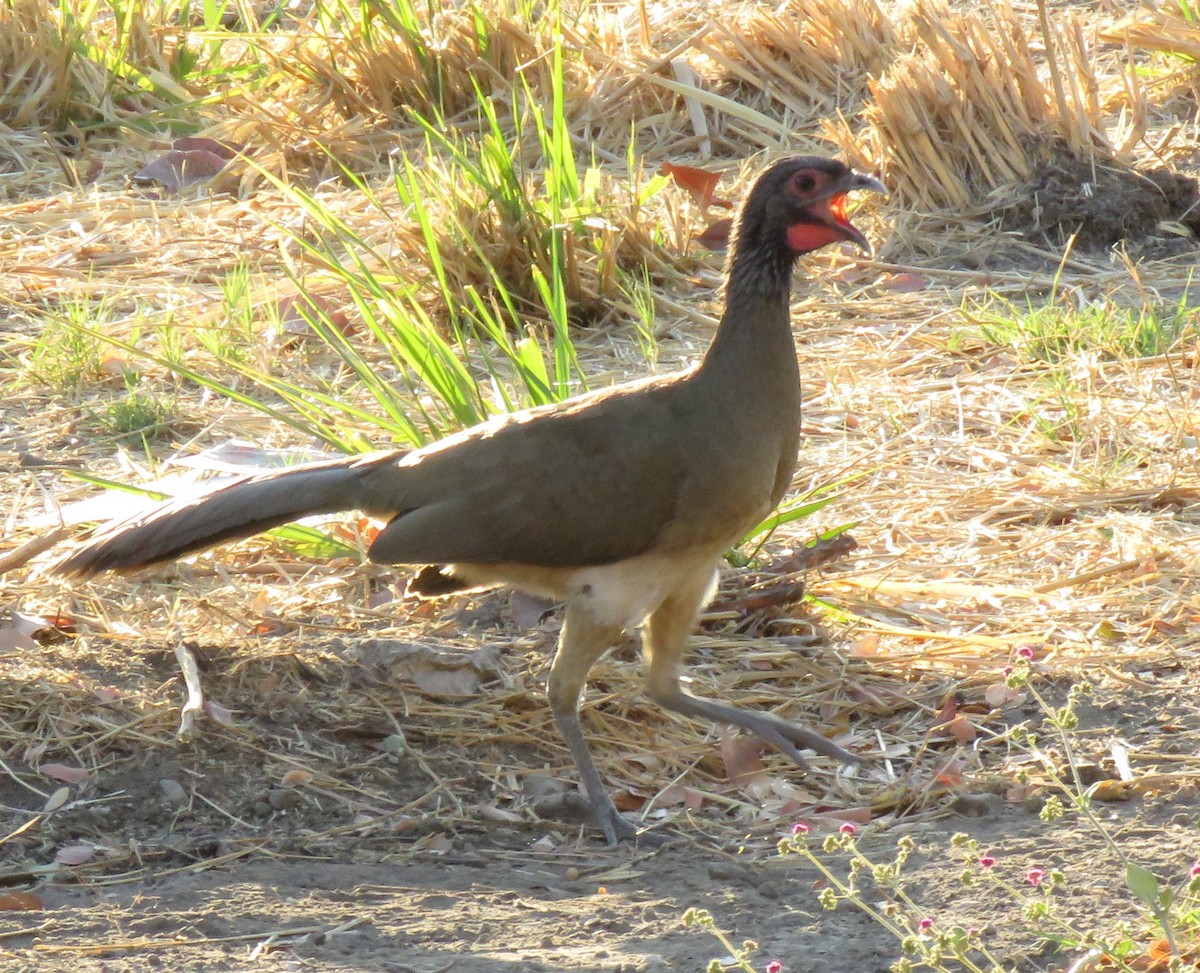 West Mexican Chachalaca - ML619238115