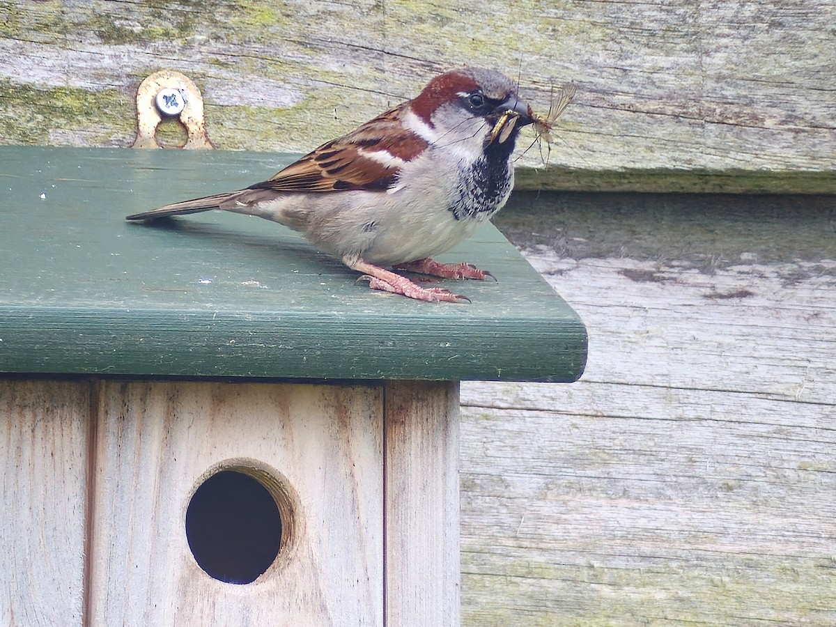 House Sparrow - ML619238206