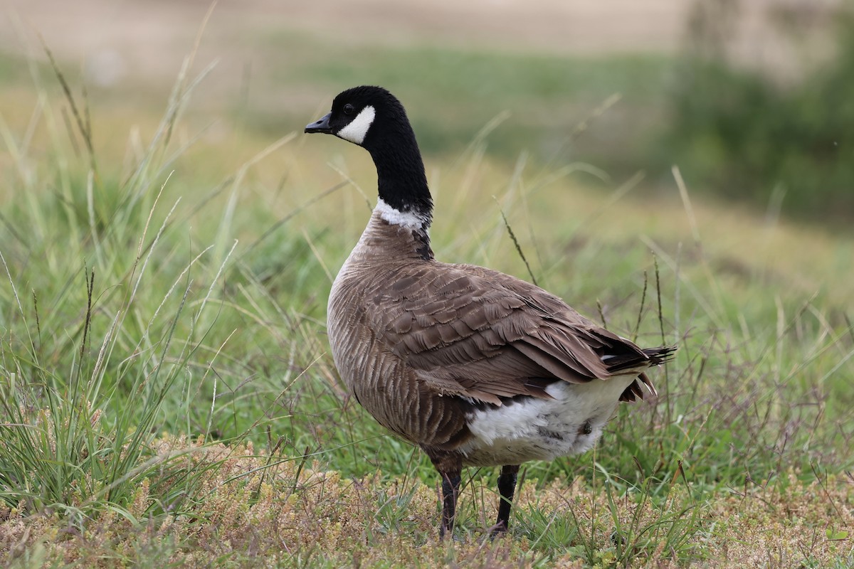 Cackling Goose (Aleutian) - ML619238225