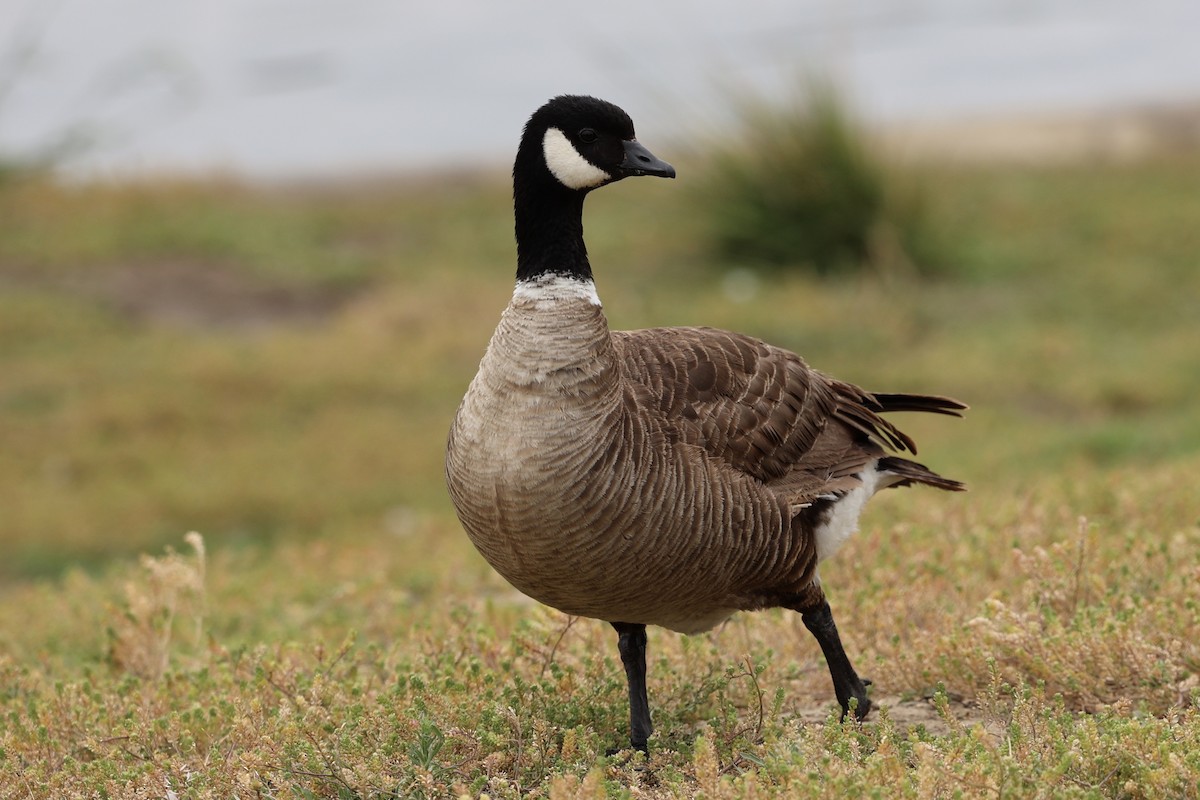 Cackling Goose (Aleutian) - ML619238226