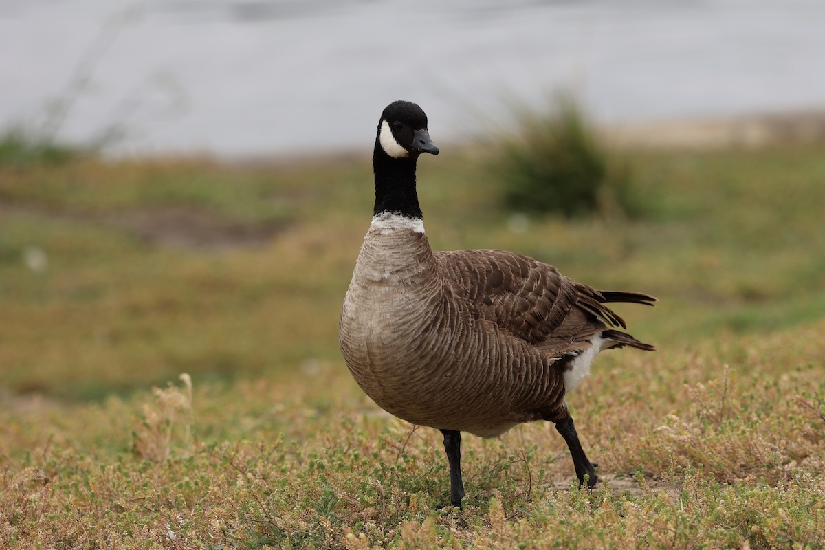 Cackling Goose (Aleutian) - ML619238227