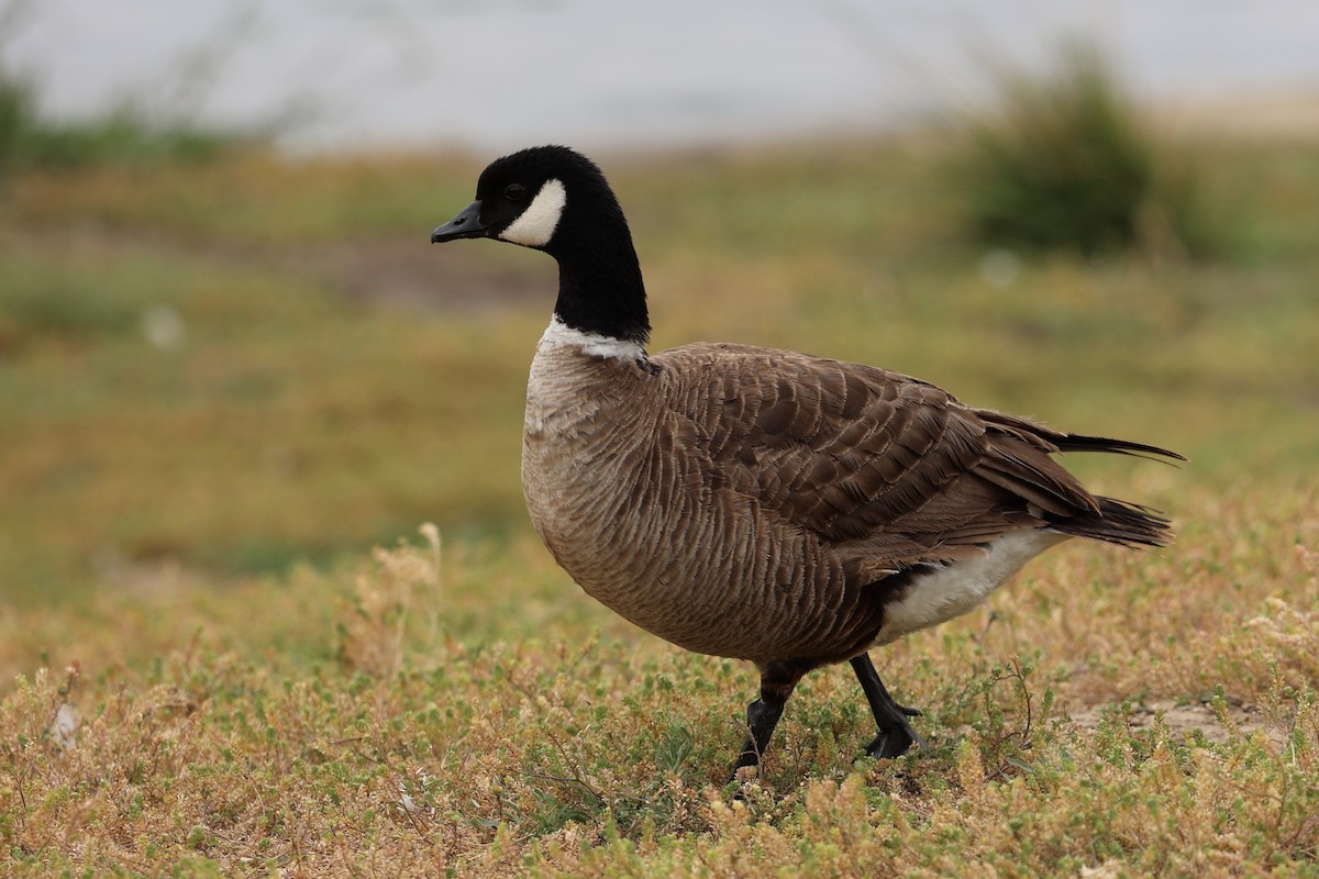 Cackling Goose (Aleutian) - ML619238228
