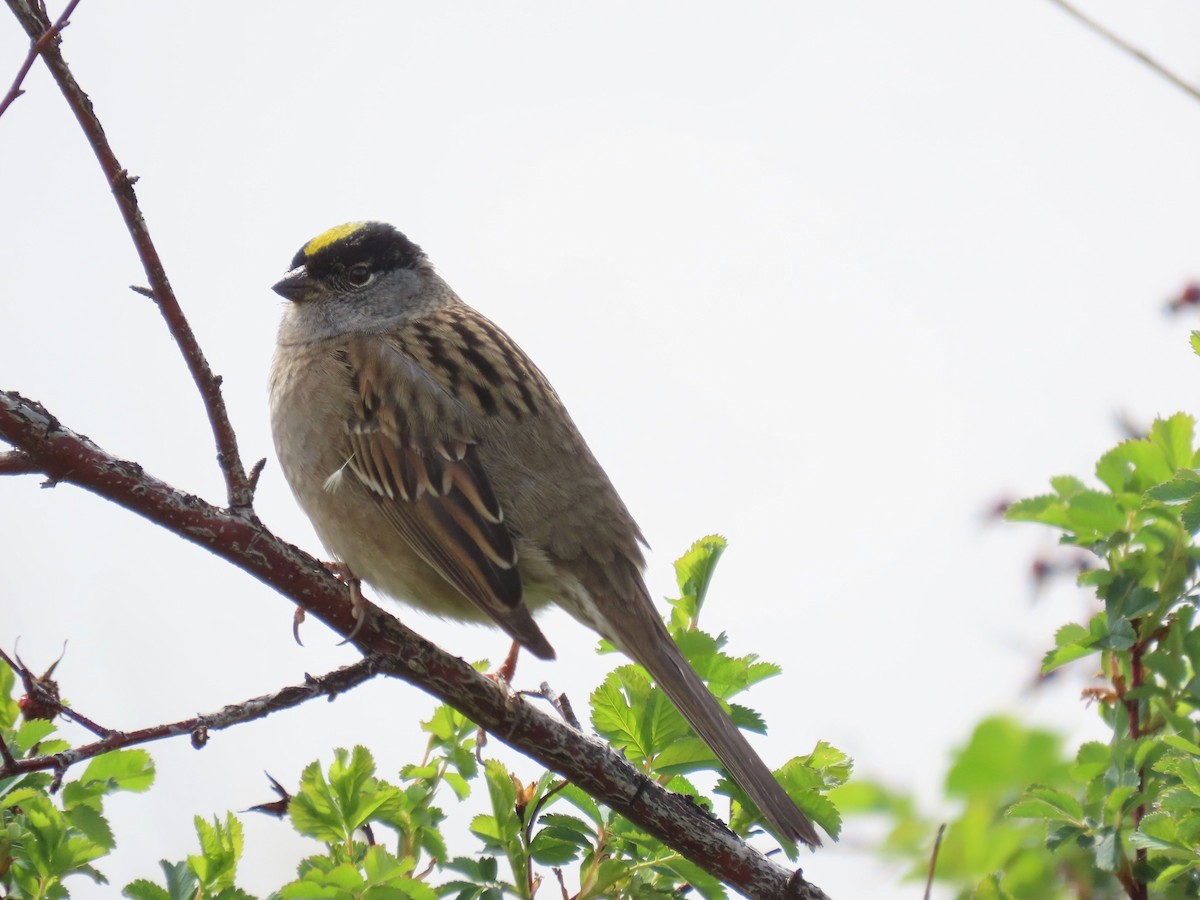 Golden-crowned Sparrow - ML619238298