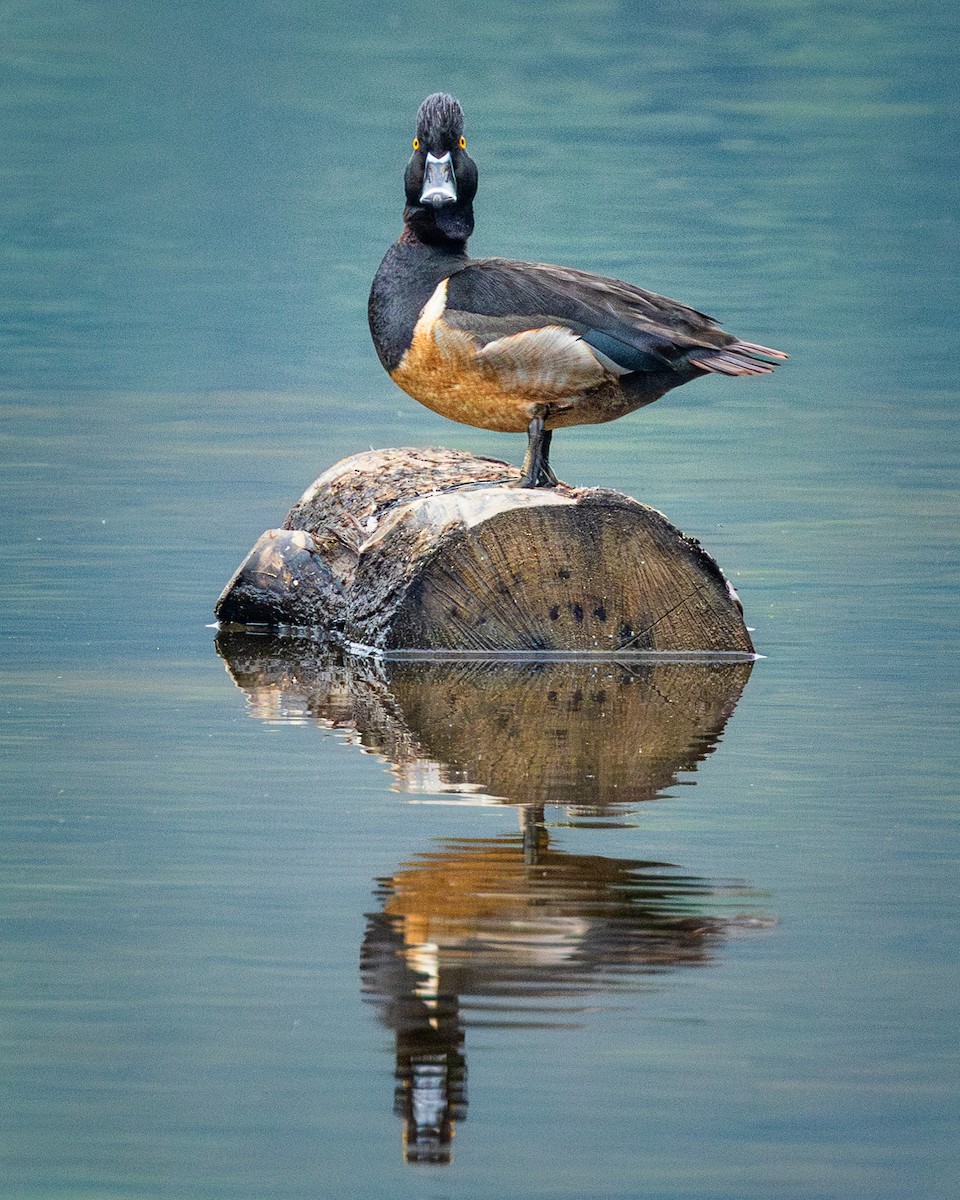 Ring-necked Duck - ML619238364