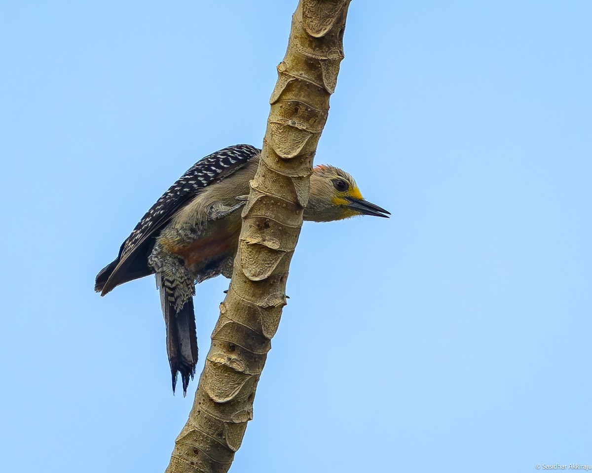 Yucatan Woodpecker - ML619238429