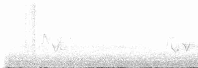 Chouette rayée - ML619238481