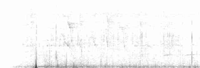 White-flanked Antwren - ML619238530