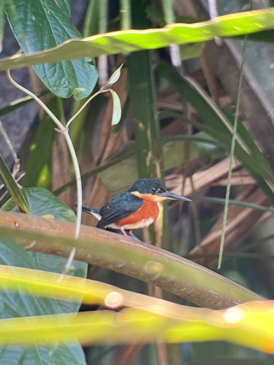 American Pygmy Kingfisher - ML619238694
