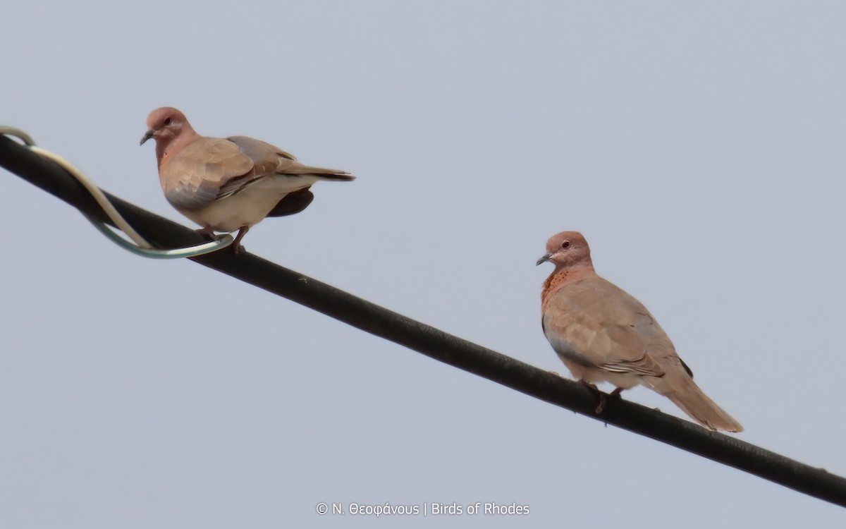 Laughing Dove - ML619238710