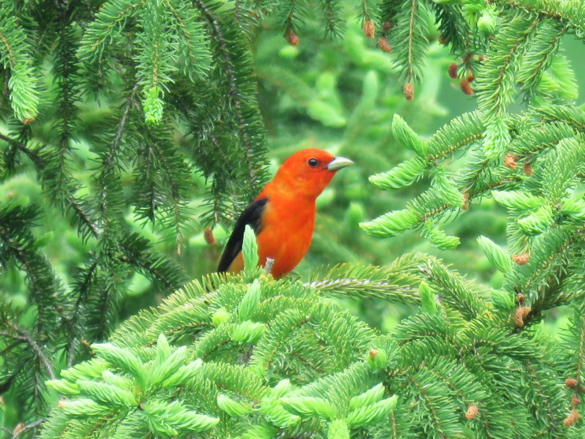 Scarlet Tanager - ML619238722
