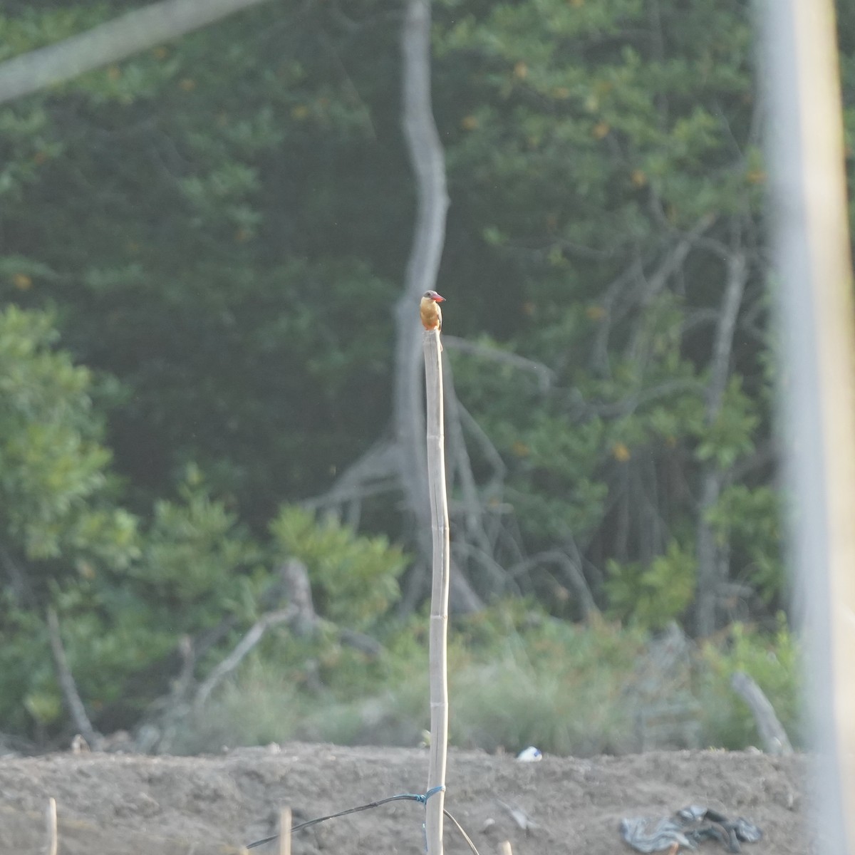 Stork-billed Kingfisher - ML619238838