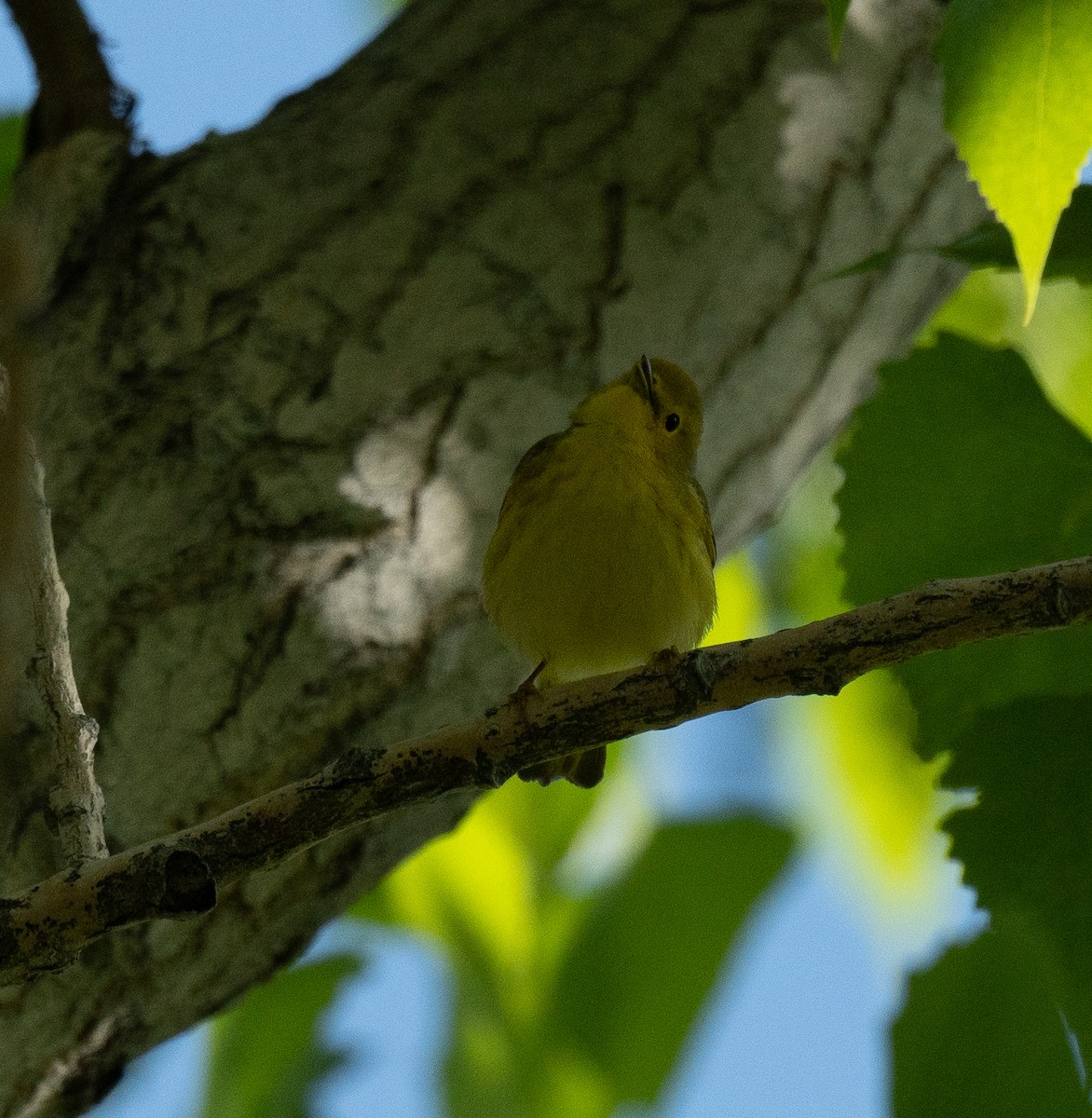Yellow Warbler (Northern) - ML619238840