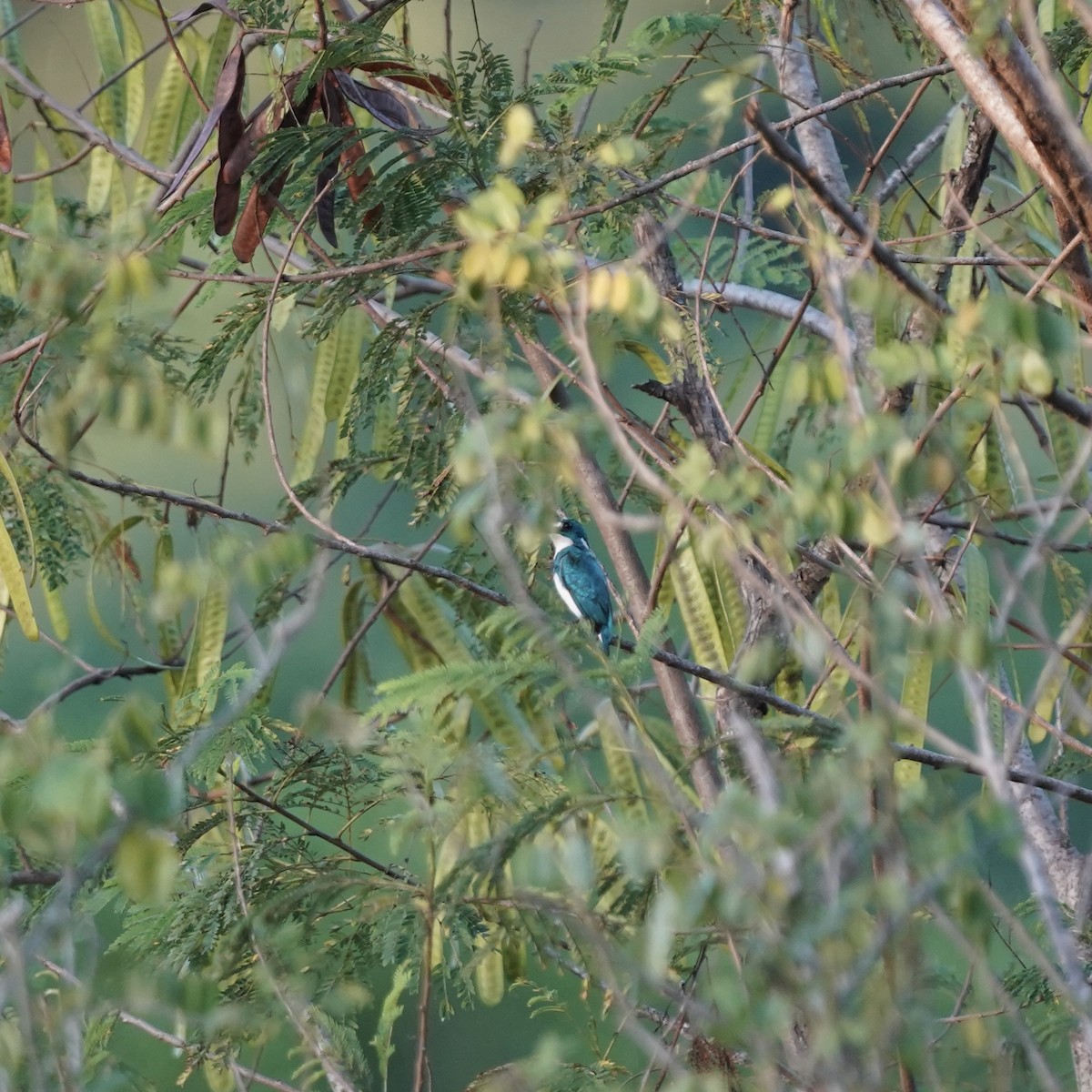 Small Blue Kingfisher - ML619238848